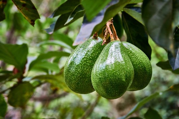 Grafted Avocado Plant