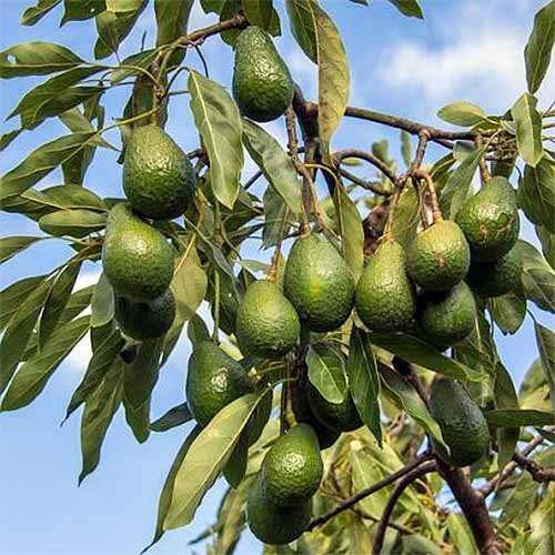 Grafted Avocado Plant — photo 2