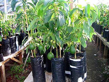 Grafted Avocado Plant — photo 3