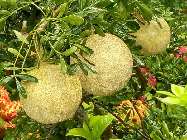 Grafting Thai wood apple (kodbel)