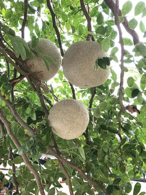 Grafting Thai wood apple (kodbel) — photo 2