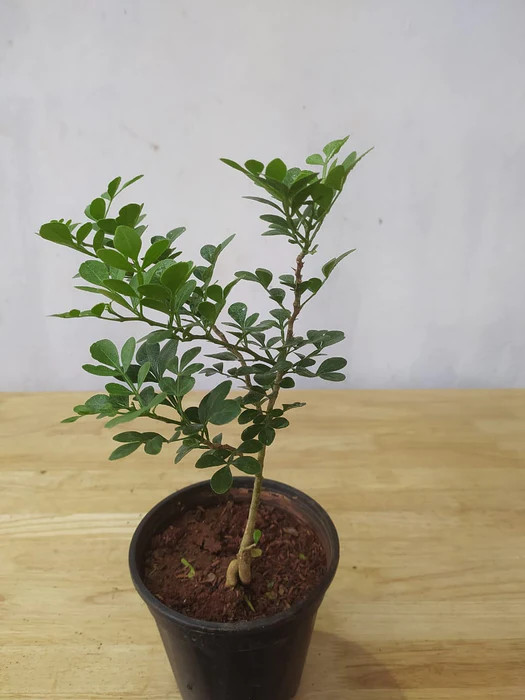 Grafting Thai wood apple (kodbel) — photo 3