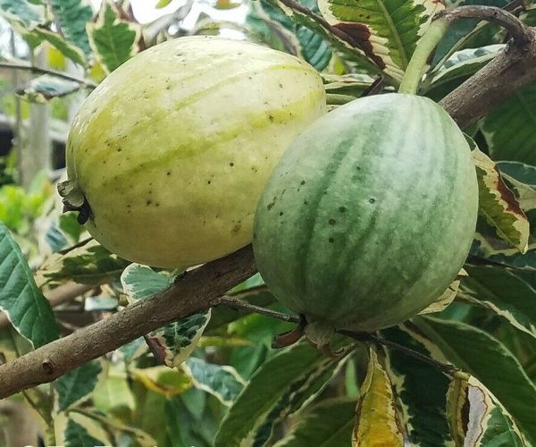 Grafting variegated Guava Plant