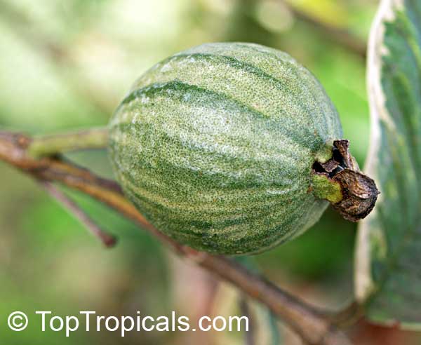 Grafting variegated Guava Plant — photo 2