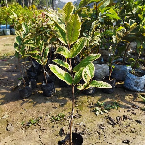 Grafting variegated Guava Plant — photo 3