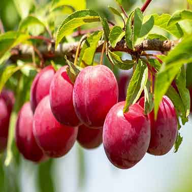 Hybrid Alubukra- Grafting Plant