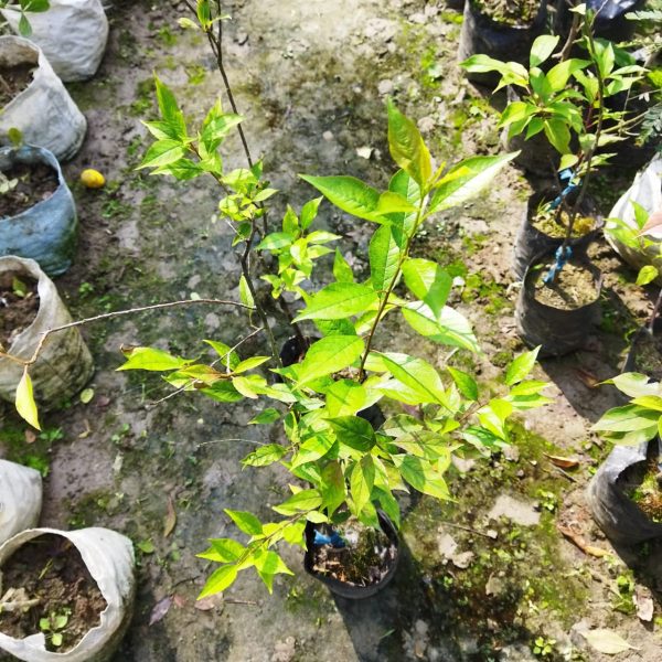 Hybrid Alubukra- Grafting Plant — photo 3