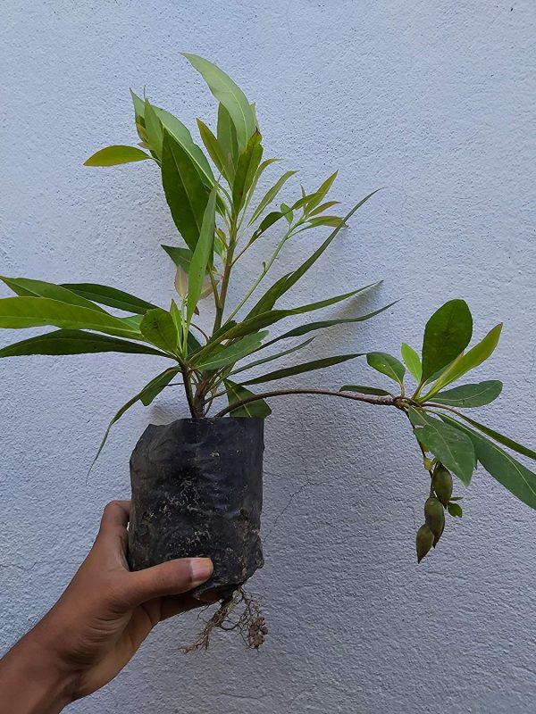 Hybrid Rudrakhas Plant — photo 3