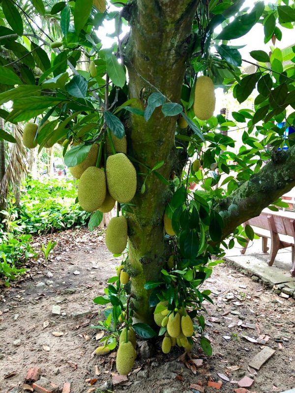Jack Fruit- Grafting Plant