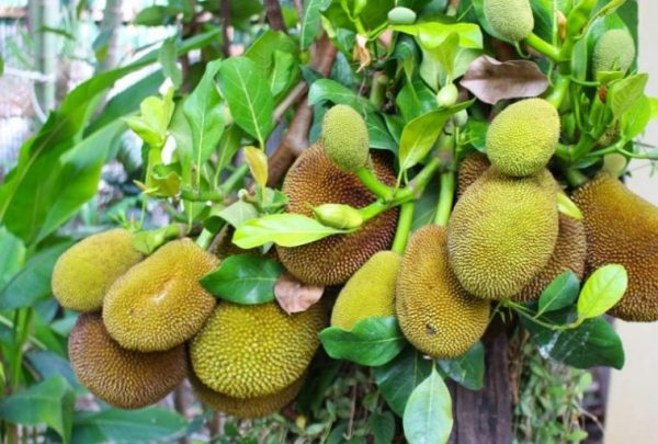 Jack Fruit- Grafting Plant — photo 2
