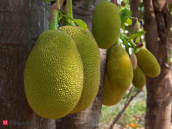 Jack Fruit- Grafting Plant — photo 3