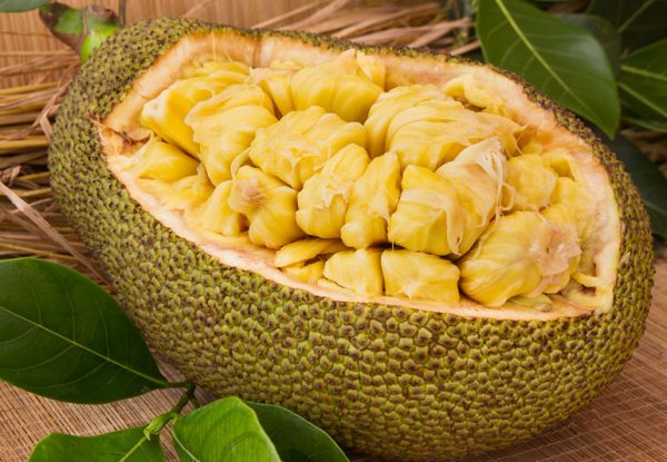Jack Fruit- Grafting Plant — photo 4