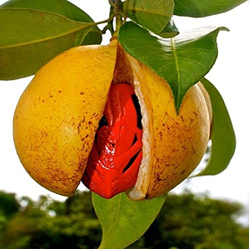 Jayaphal And Jatiphal -Spices – Plant