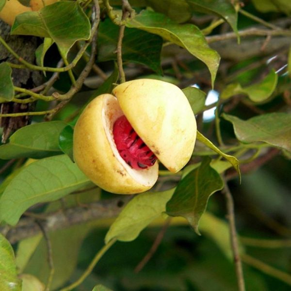Jayaphal And Jatiphal -Spices – Plant — photo 2