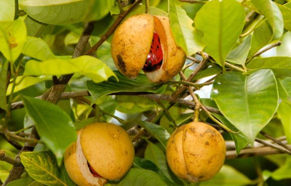 Jayaphal And Jatiphal -Spices – Plant — photo 3