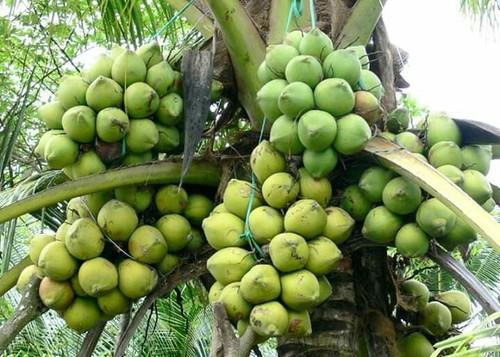 Kerala, Coconut – Plant Fruit Plant