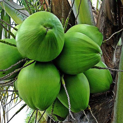 Kerala, Coconut – Plant Fruit Plant — photo 2