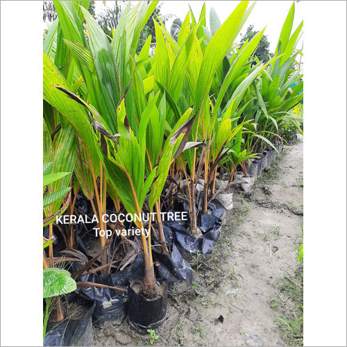 Kerala, Coconut – Plant Fruit Plant — photo 3