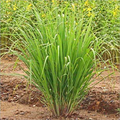 Lemon Grass Live Plant