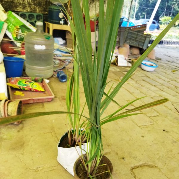Lemon Grass Live Plant — photo 2