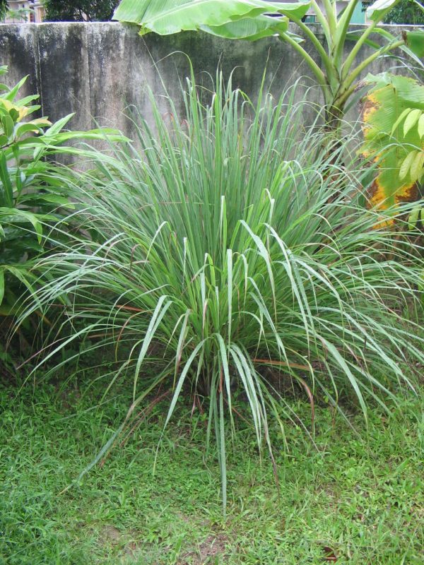 Lemon Grass Live Plant — photo 3