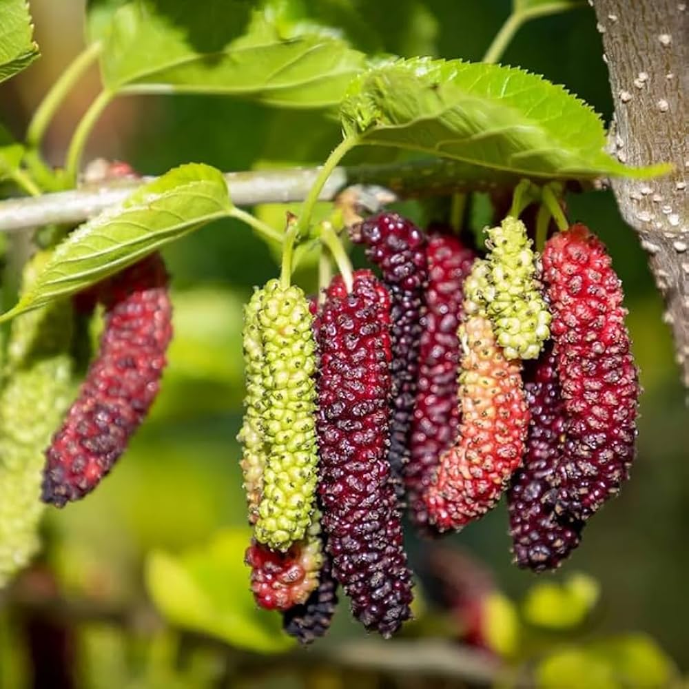 Long Mall Beriye Grafting Plant