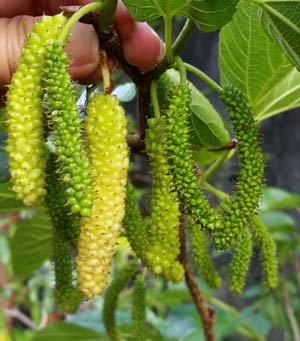 Long Mall Beriye Grafting Plant — photo 3