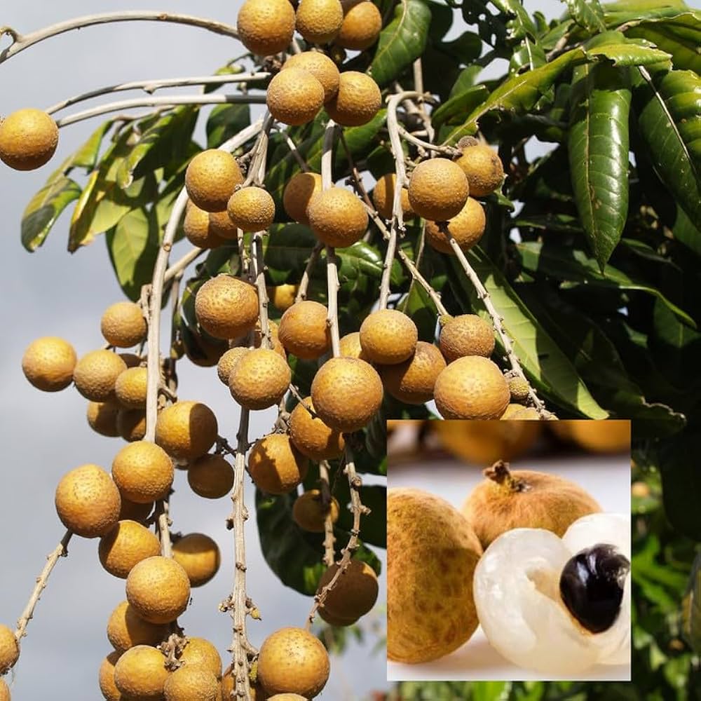 Longan Fruit Plant- Grafting