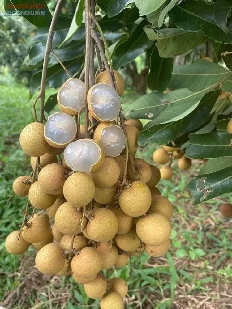 Longan Fruit Plant- Grafting — photo 3