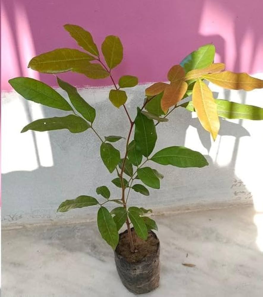 Longan Fruit Plant- Grafting — photo 4