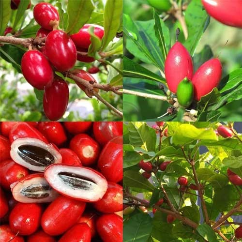 Miracle Fruit Plant