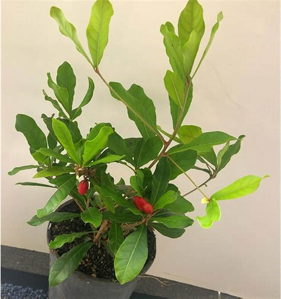 Miracle Fruit Plant — photo 2