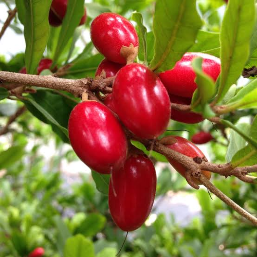 Miracle Fruit Plant — photo 3