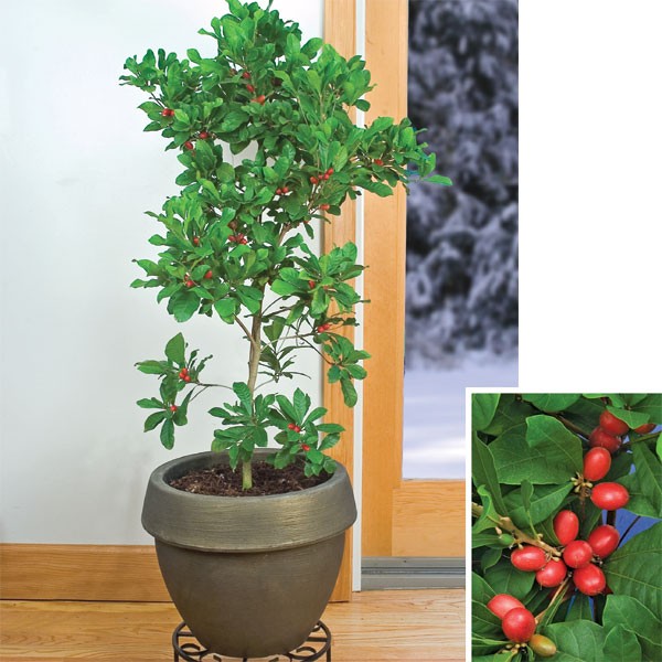 Miracle Fruit Plant — photo 4