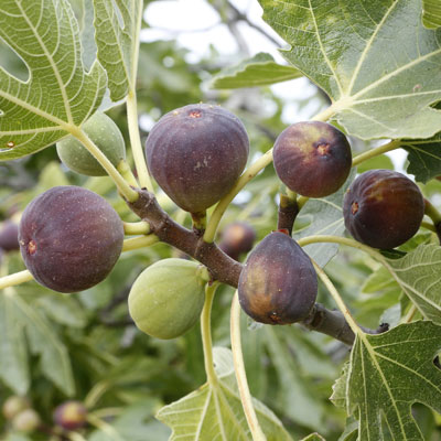 Mission Fig Plant