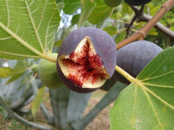 Mission Fig Plant — photo 2