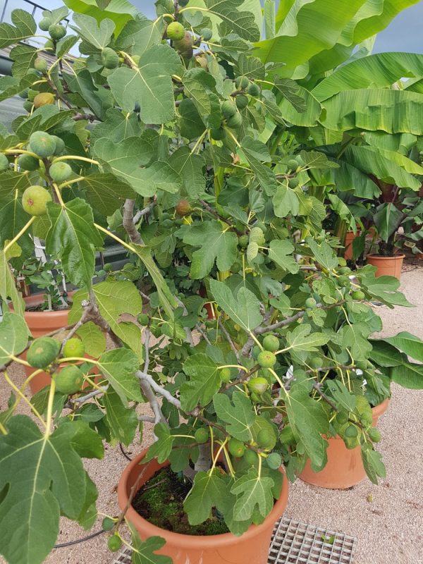 Mission Fig Plant — photo 3