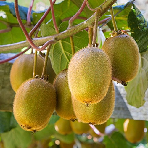 Kiwi Grafting Fruit Plant
