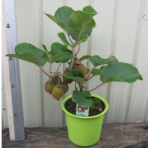 Kiwi Grafting Fruit Plant — photo 2