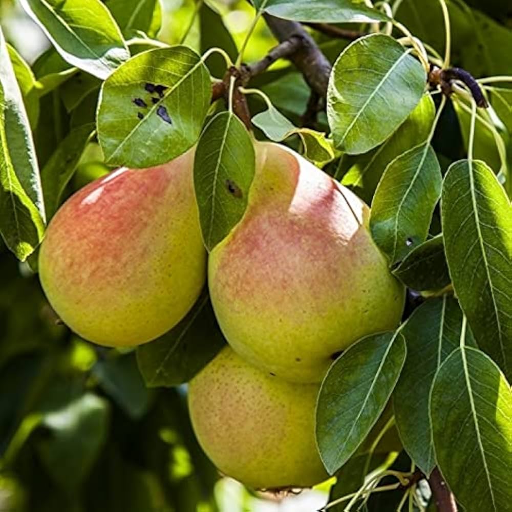 Nashpati (pear) Plant