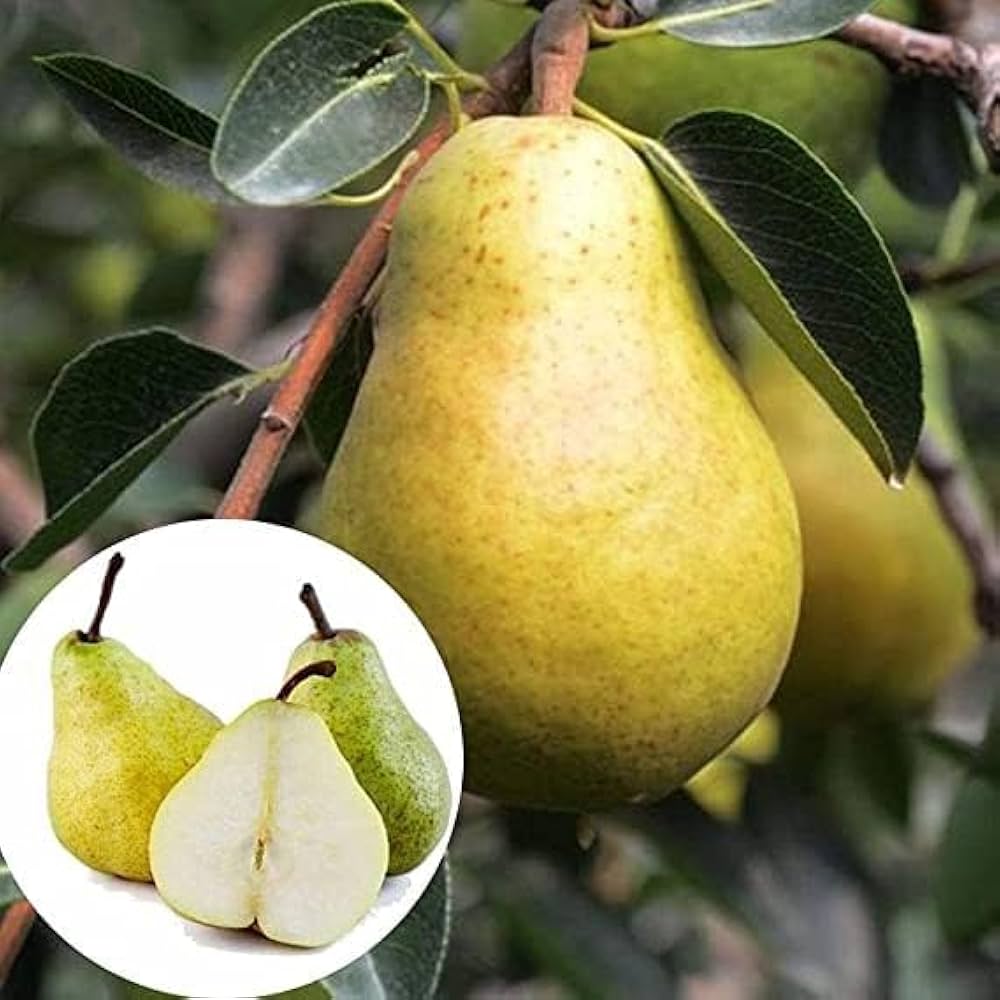 Nashpati (pear) Plant — photo 2