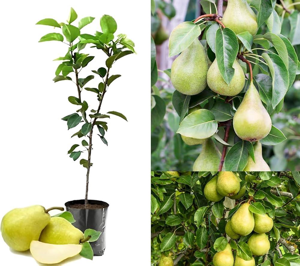 Nashpati (pear) Plant — photo 3