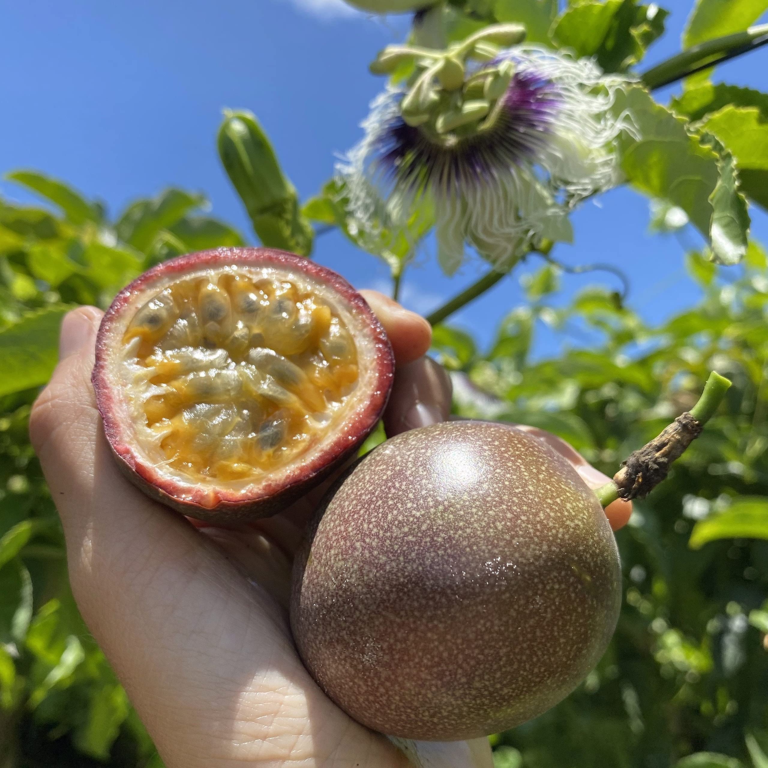 Passion Fruit Plant