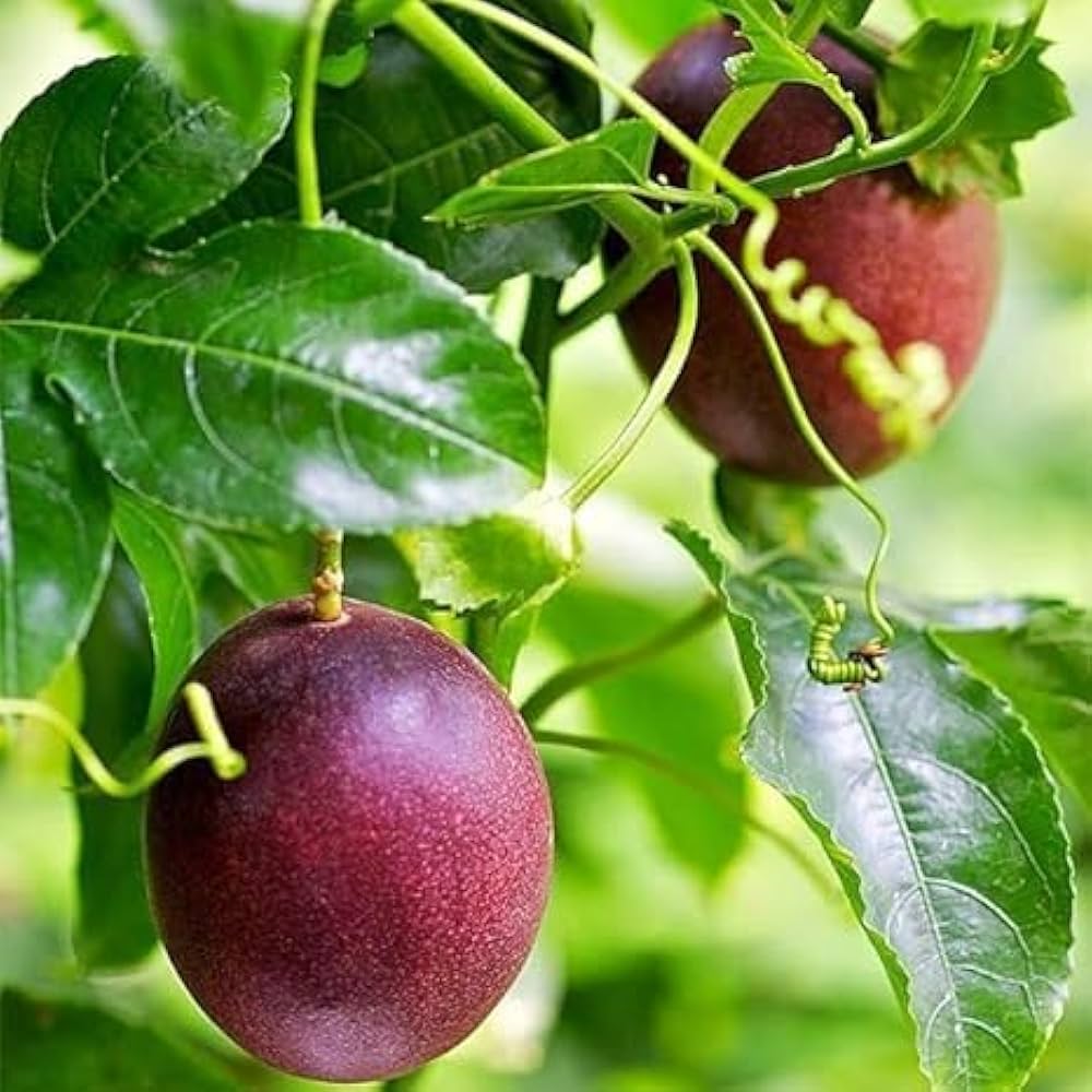 Passion Fruit Plant — photo 2