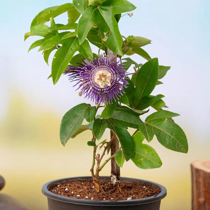 Passion Fruit Plant — photo 3
