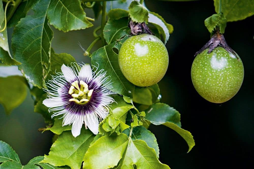 Passion Fruit Plant — photo 4