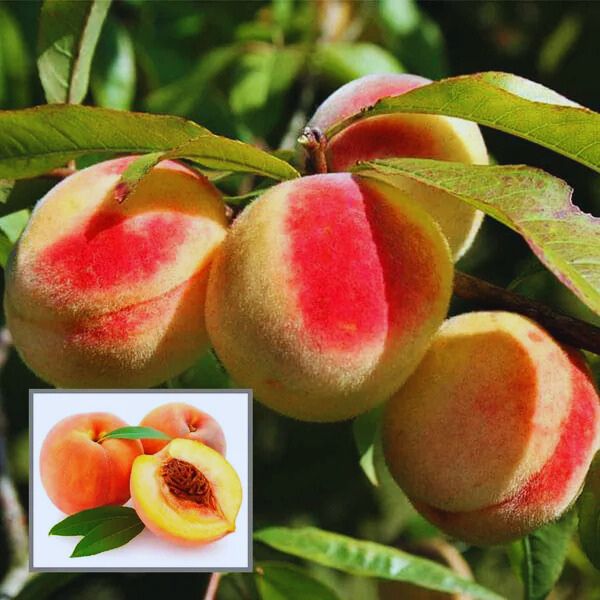 Peach Fruit Plant
