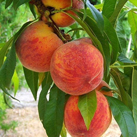 Peach Fruit Plant — photo 2