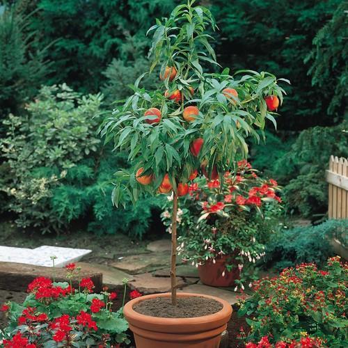 Peach Fruit Plant — photo 3
