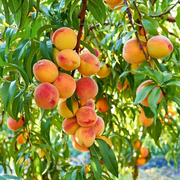 Peach Fruit Plant — photo 4